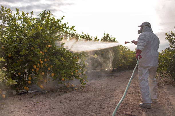 Best Wasp Removal Services  in Haviland, NY